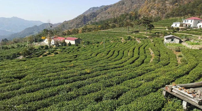  安慶師范大學“茶旅融合發(fā)展調(diào)研”暑期社會實踐團赴