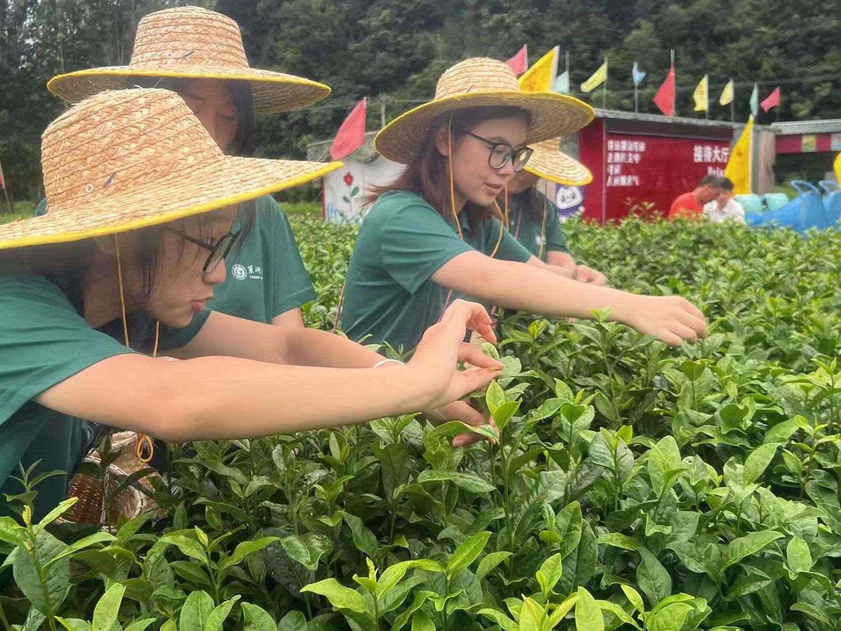 以茶為媒促振興，融合紅色文化與夜經(jīng)濟(jì)新篇章