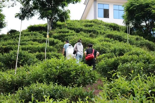 湘大學子：凝聚助農(nóng)力量，踐行擔當精神